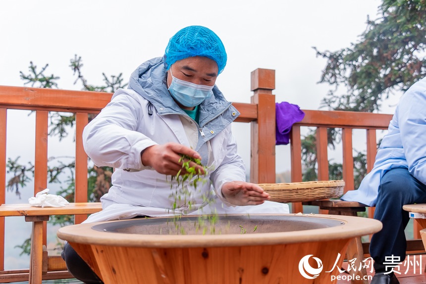 Tea harvesting kicks off in SW China’s Guizhou