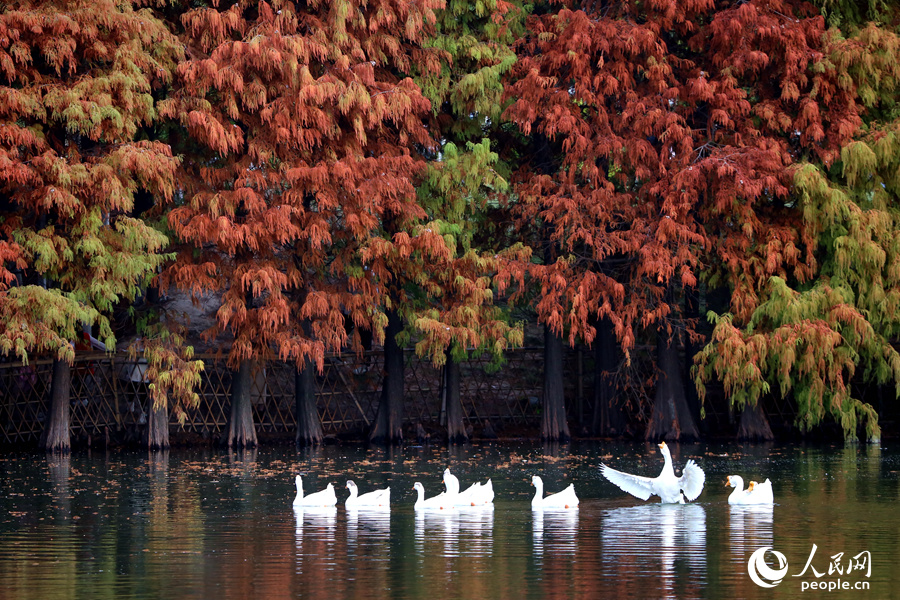 Beautiful scenery of bald cypresses in SE China's Fujian