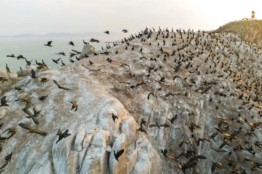 County in SE China's Fujian sees progress in protection of migratory birds