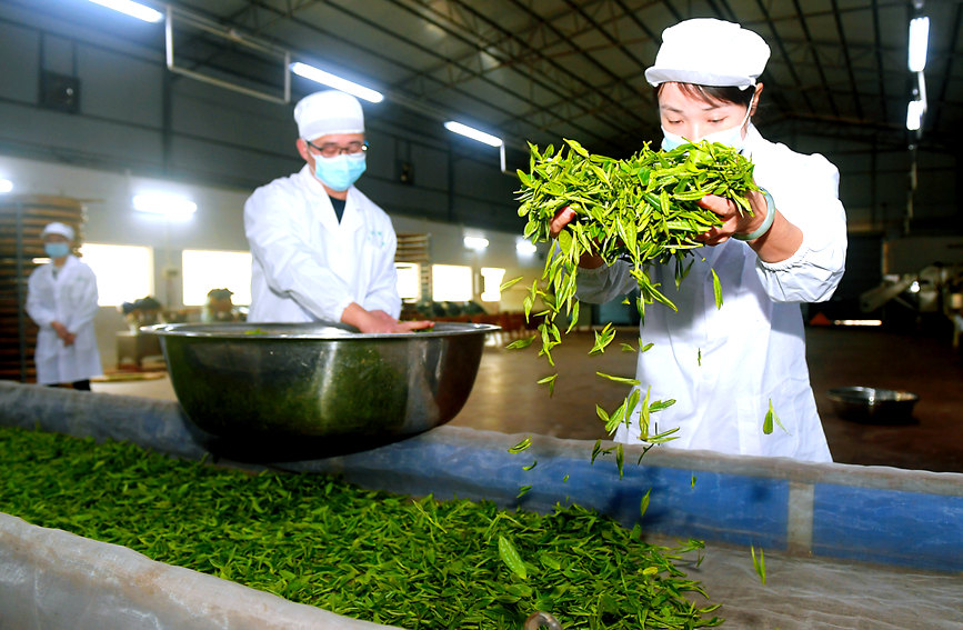 County in south China's Guangxi enters early spring tea harvest season
