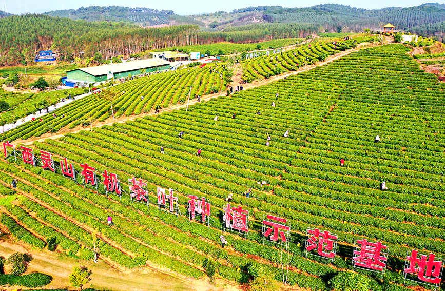 County in south China's Guangxi enters early spring tea harvest season