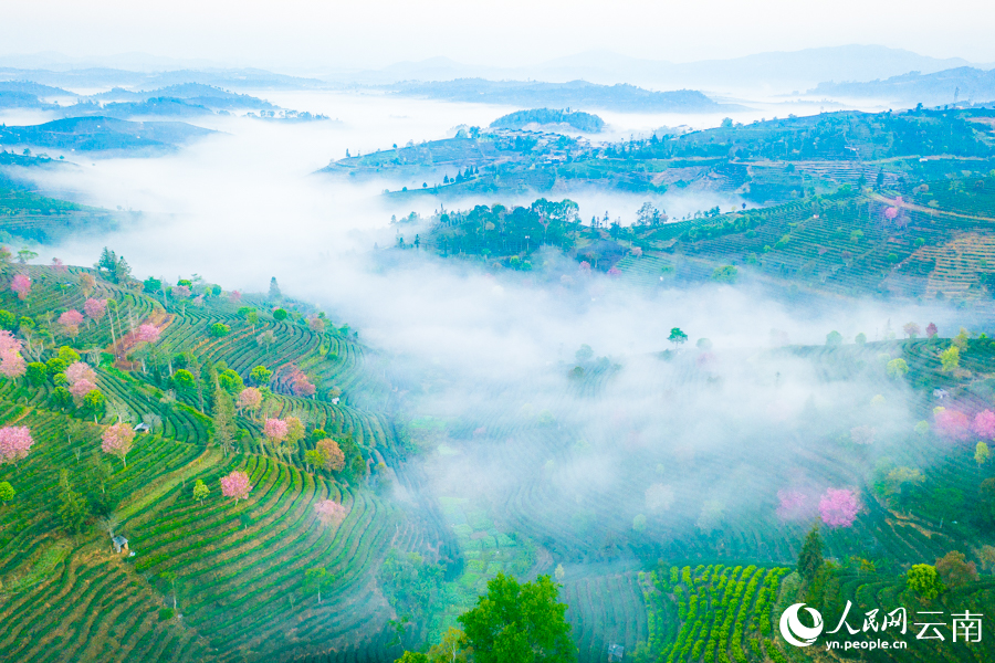 Intoxicating cherry blossoms cover tea garden in China’s Yunnan