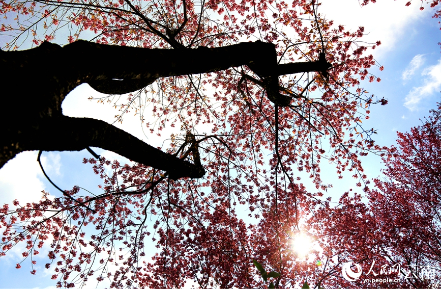 Cherry blossoms in SW China's Yunnan attract throngs of visitors