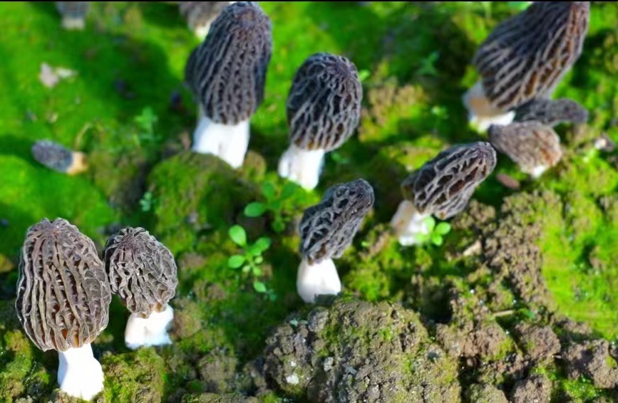 Morel mushroom cultivation under grapevines brings prosperity to NW China’s Shaanxi villagers
