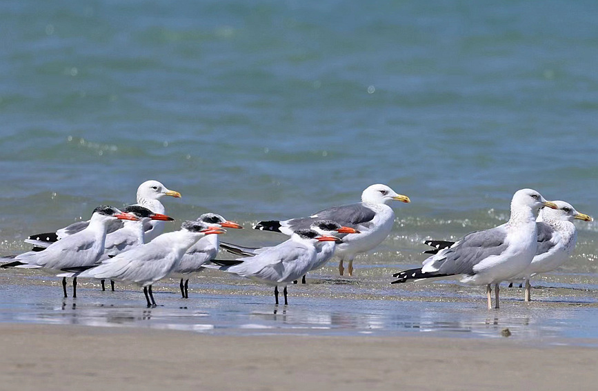 China’s Hainan continuously shatters record of rare species thanks to enhanced wetland ecology
