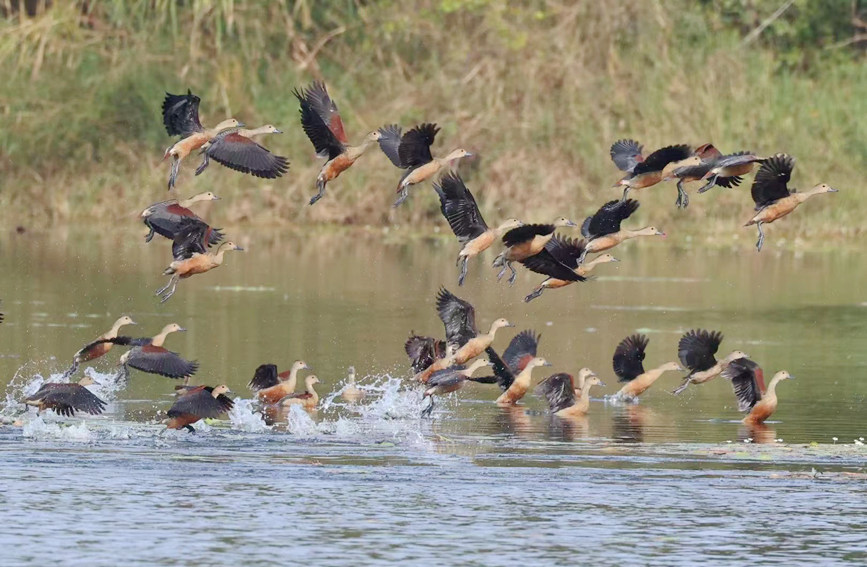 China’s Hainan continuously shatters record of rare species thanks to enhanced wetland ecology