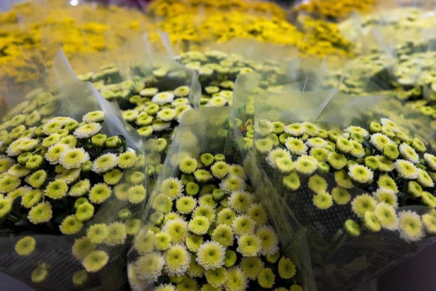 Farmers busy harvesting chrysanthemums in China's Hainan