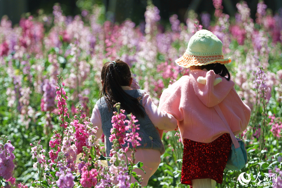 Violets in full bloom in Xiamen, SE China’s Fujian