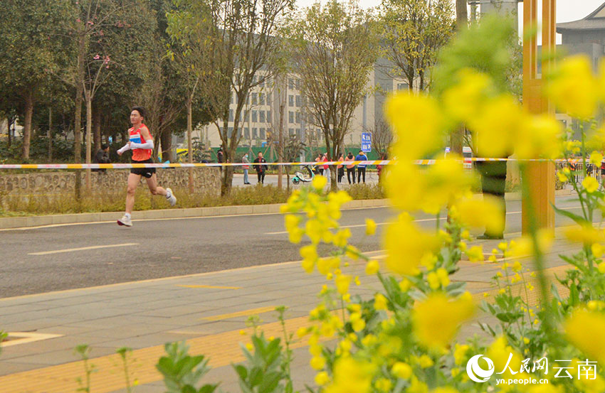 Marathon race held amidst sea of rapeseed flowers in SW China's Yunnan