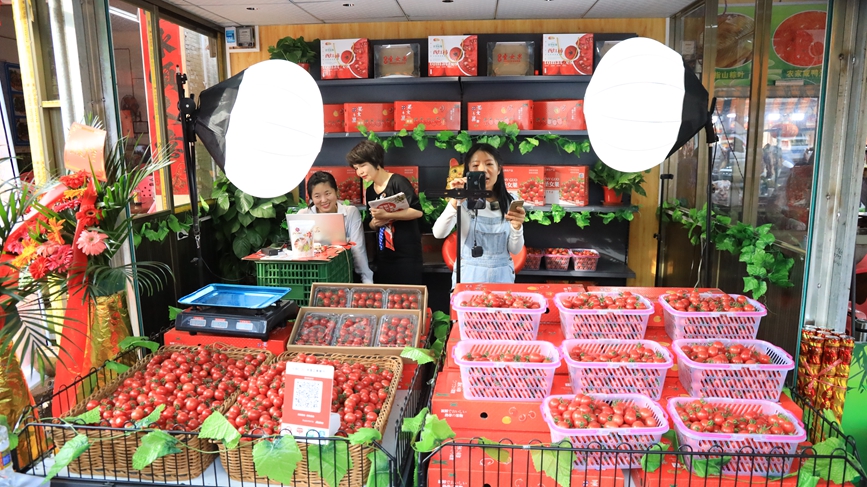 Cherry tomatoes increase incomes for growers in S China's Hainan