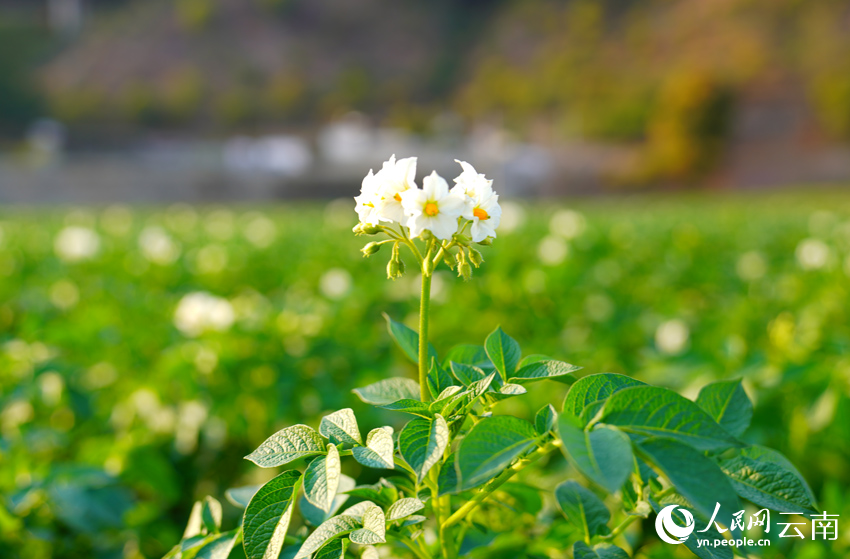 Winter potatoes enter harvest season in SW China’s Yunnan