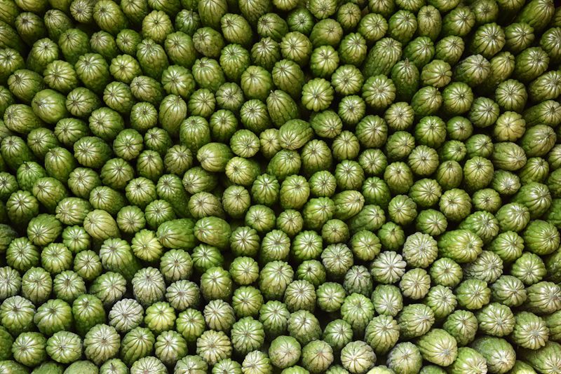 In pics: Bitter gourds harvest season in S China's Hainan