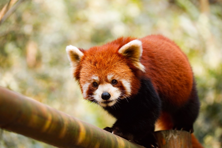Alpine azalea flower show opens in Giant Panda Valley in SW China’s Sichuan