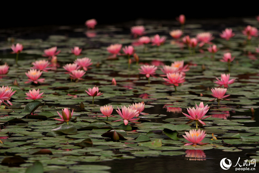 Water lily flowers bloom in Xiamen, SE China’s Fujian