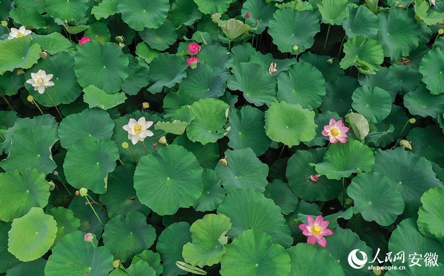 Vast tracts of lotus flowers attract visitors to township in E China's Anhui