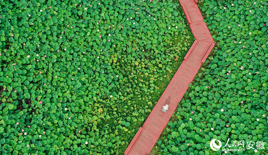 Vast tracts of lotus flowers attract visitors to township in E China's Anhui