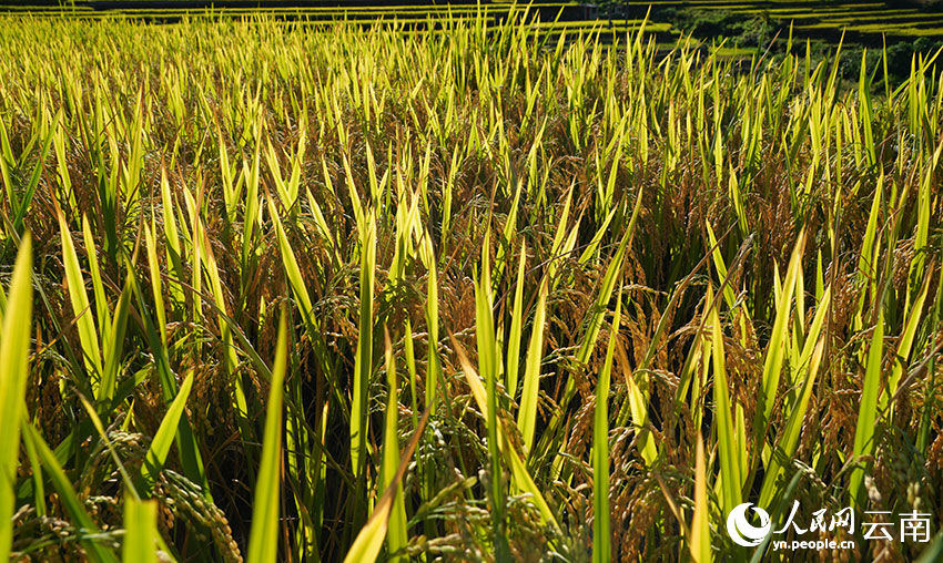Rice ripens on terraced fields in SW China's Yunnan