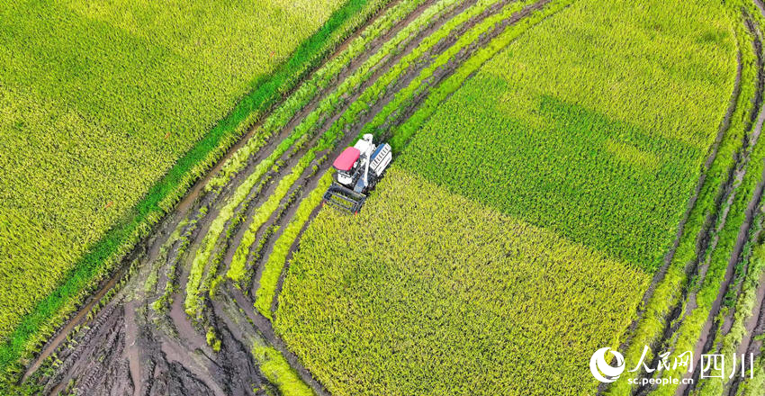In pics: Autumn harvest in SW China's Sichuan