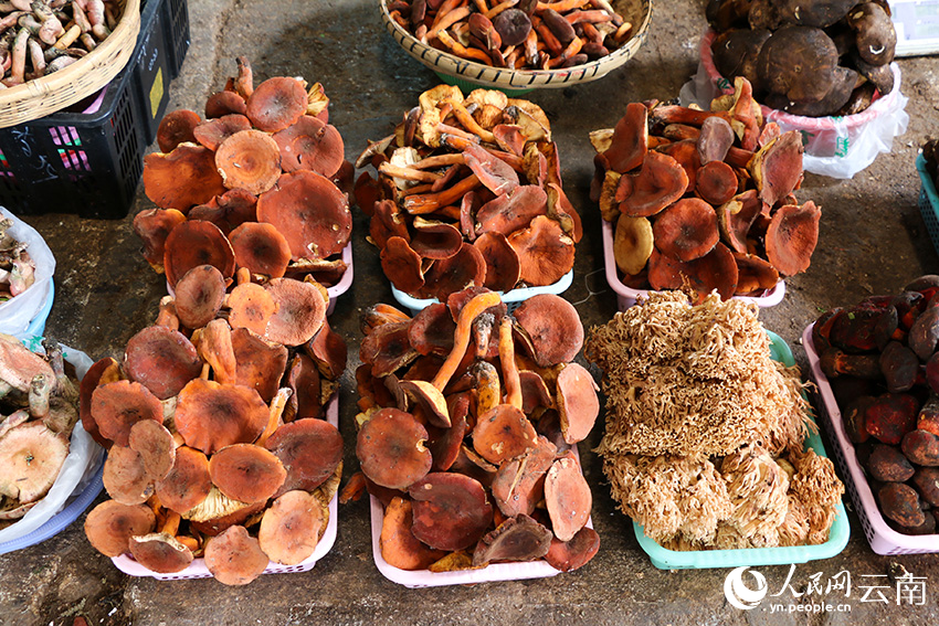 SW China's Yunnan enters peak season for trading wild mushroom