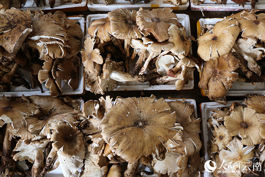 SW China's Yunnan enters peak season for trading wild mushroom