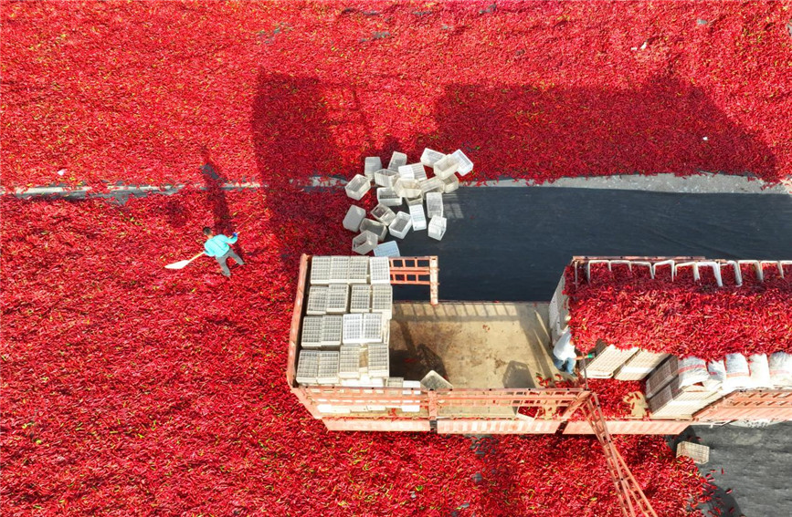 In pics: Farmers sun-dry chili peppers in NW China's Xinjiang