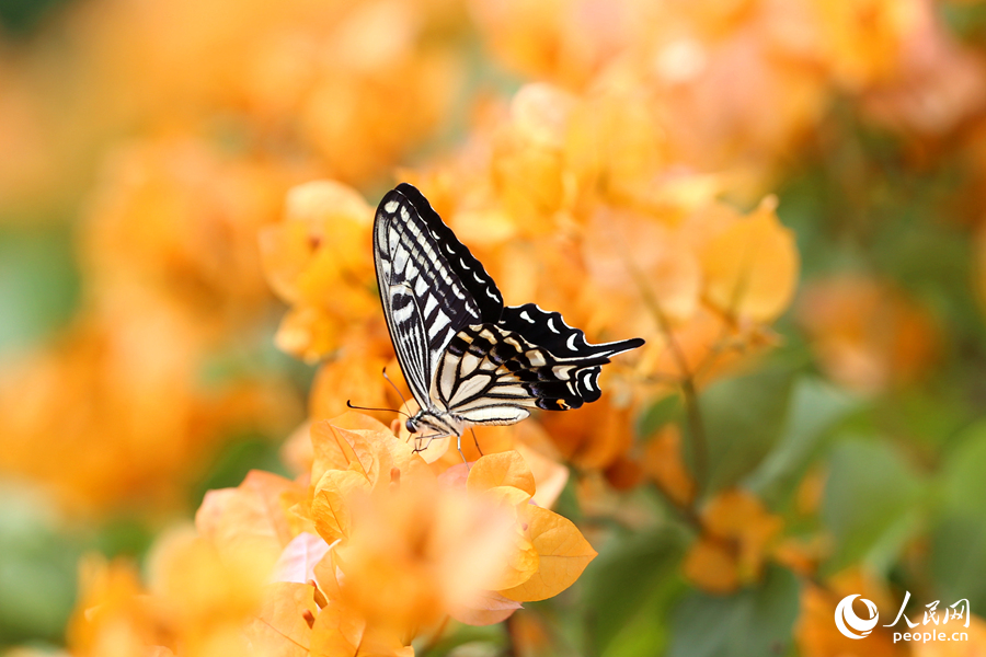 Champagne-colored bougainvillea flowers in full bloom in Xiamen, SE China's Fujian