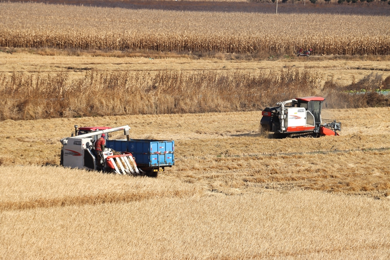 In pics: Autumn harvests across China