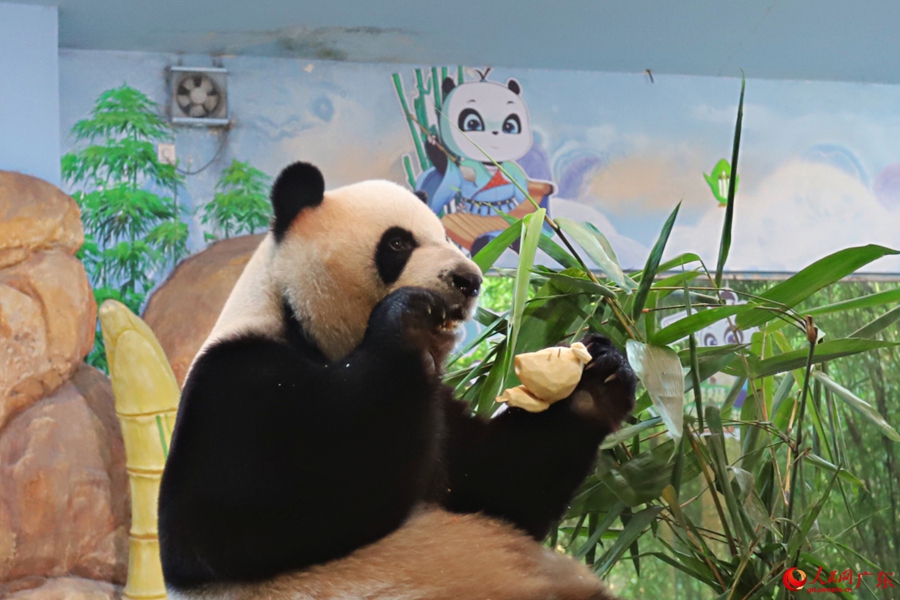 Giant panda enjoys delightful