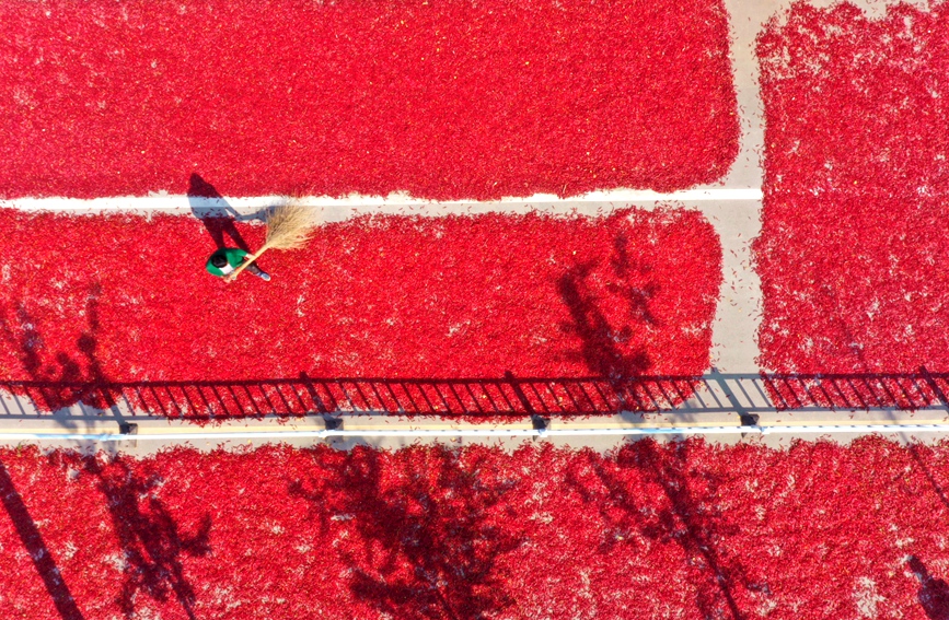 In pics: Autumn harvest in full swing in Neihuang county, China's Henan