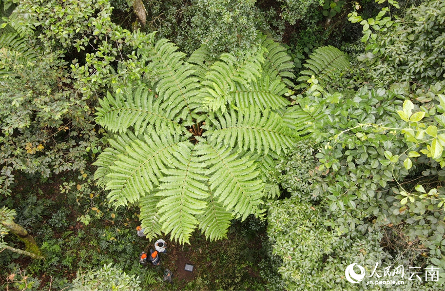 Township in SW China's Yunnan home to over 3,000 mu of rare alsophila spinulosa