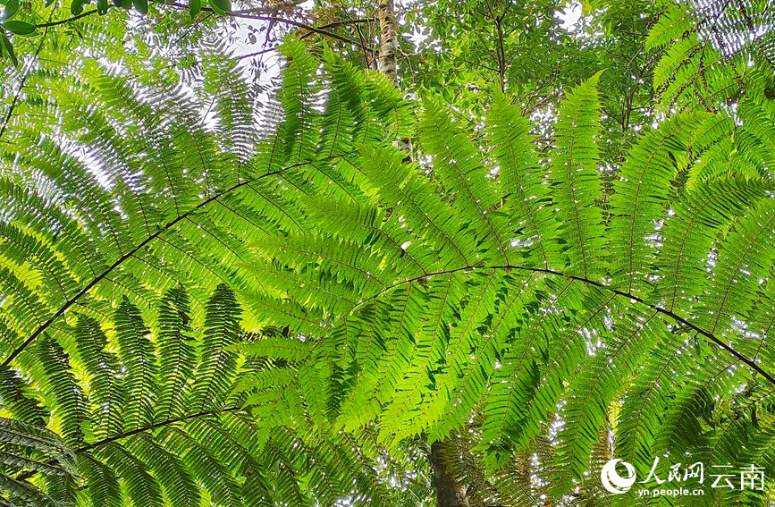 Township in SW China's Yunnan home to over 3,000 mu of rare alsophila spinulosa
