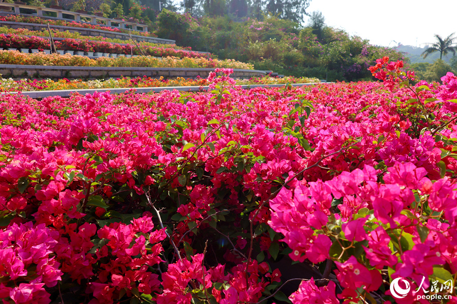 National Bougainvillea Germplasm Resource Repository opens in SE China's Xiamen