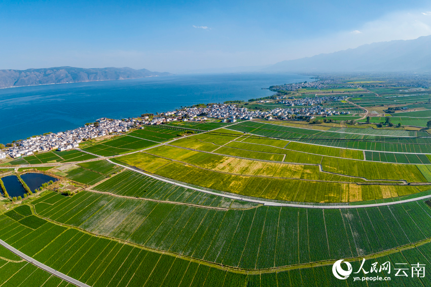 In pics: Wheat crops form beautiful view in spring in Dali, SW China's Yunnan
