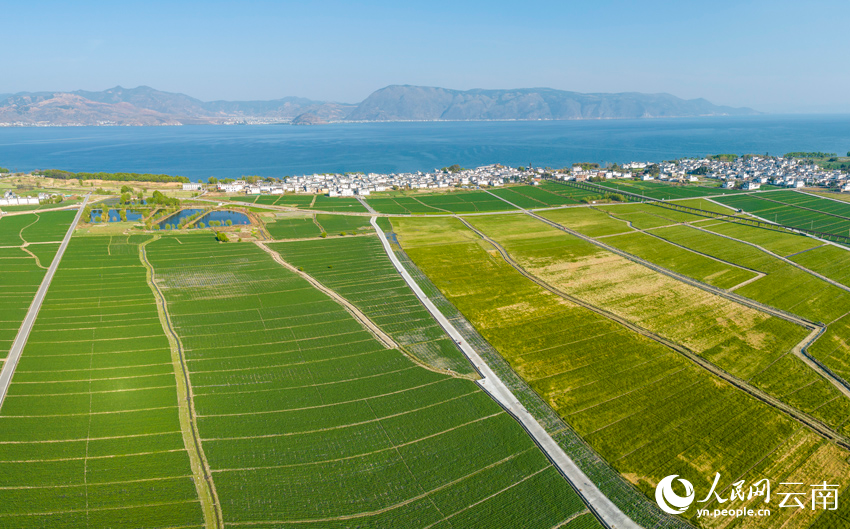 In pics: Wheat crops form beautiful view in spring in Dali, SW China's Yunnan