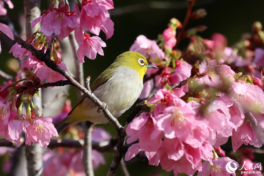 In pics: Mesmerizing cherry blossoms in Xiamen