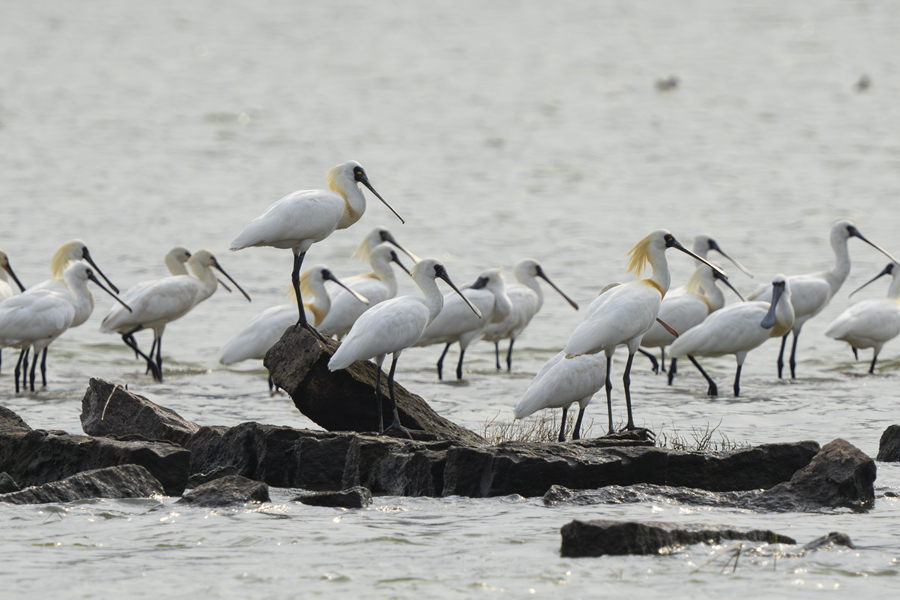 Black-faced spoonbills spotted in mangrove forest nature reserve in SE China's Fujian