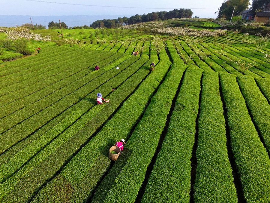 Meteorological services facilitate spring tea harvest across China