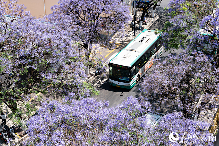 Blooming jacaranda trees turn road in SW China's Kunming into wonderland