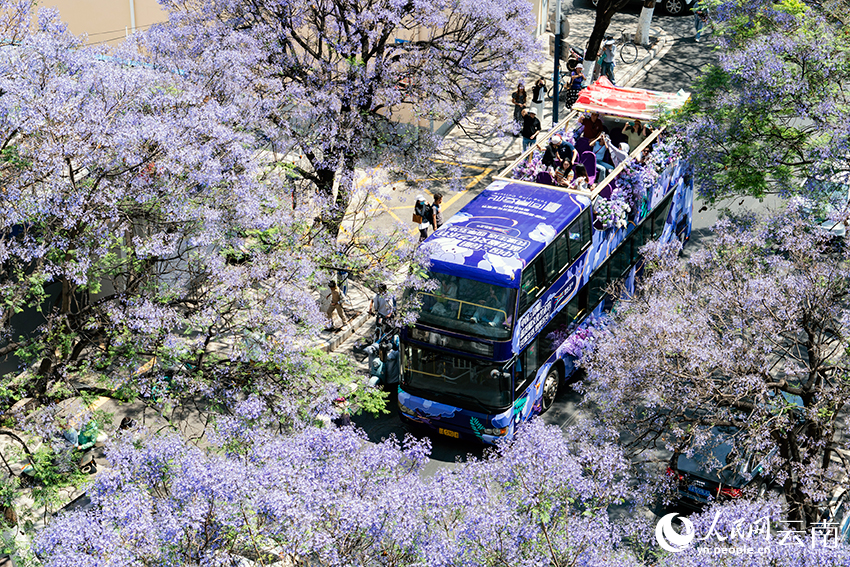 Blooming jacaranda trees turn road in SW China's Kunming into wonderland