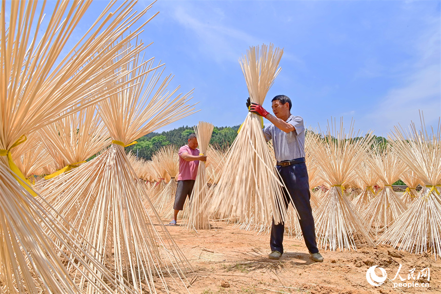 Yifeng county in E China's Jiangxi cultivates thriving bamboo industry