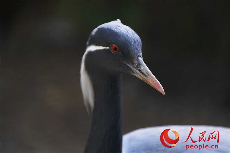 China's highest-altitude wildlife park provides home for iconic species