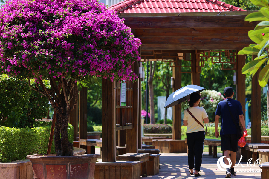 Colorful bougainvillea flowers blossom in Xiamen, SE China's Fujian