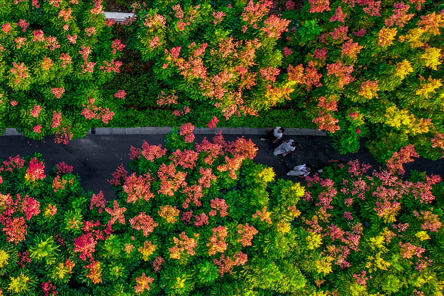 In pics: Beautiful autumn scenery of golden rain trees in Xiamen