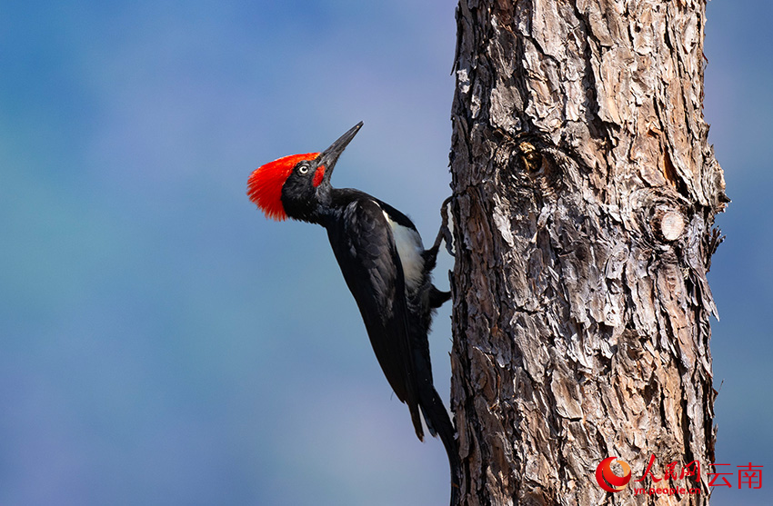 7th Winter Int'l Bird Watching Festival held in Shangri-La, SW China's Yunnan