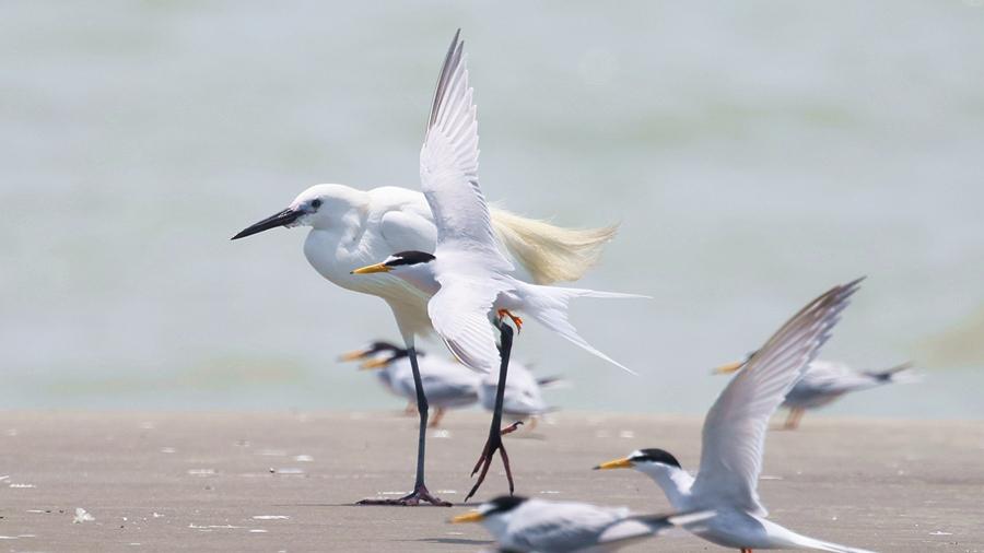 Herons await their next meal