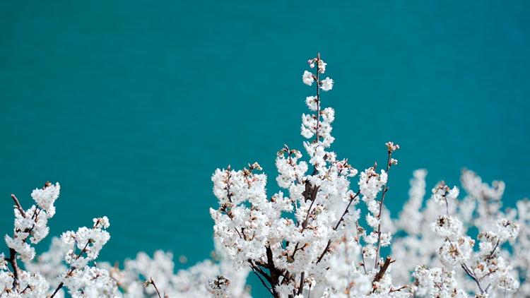 Cherry blossoms in full bloom in SW China's Guizhou