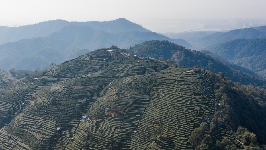 Hangzhou's West Lake Longjing tea starts to be picked on Chunfen