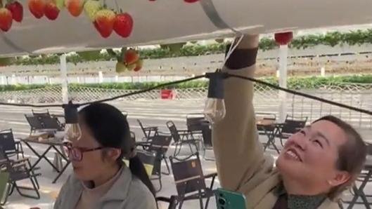 Sky-high strawberries: Floating farm goes viral for innovative design