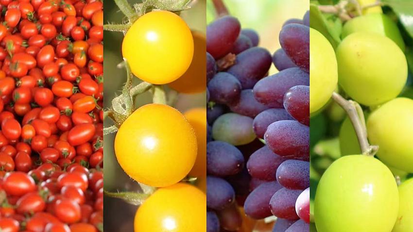 Vegetable, fruit, seed sectors thrive in Yuanmou, SW China's Yunnan