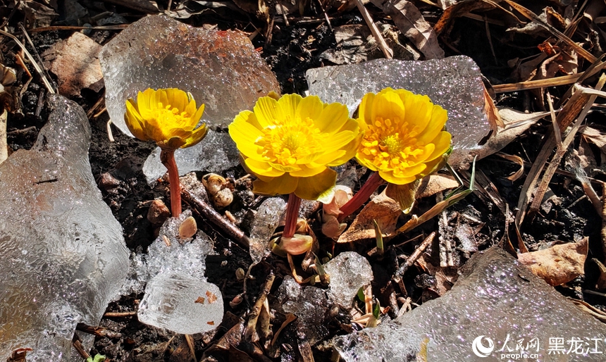 In pics: Blooming Adonis amurensis in Harbin, NE China's Heilongjiang
